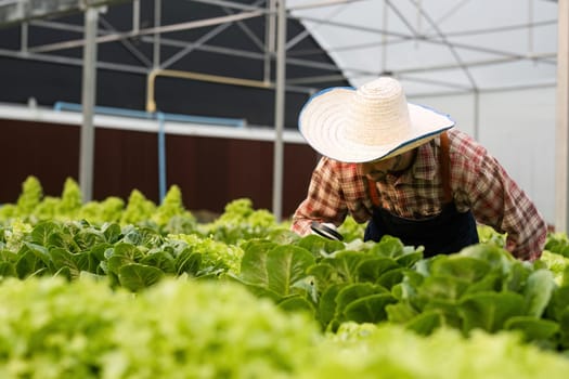 Gardeners tending to organic vegetables in a greenhouse, promoting sustainable agriculture and healthy eating.