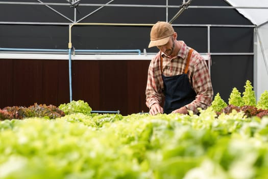 Gardeners cultivating organic vegetables in a greenhouse, showcasing sustainable and healthy farming practices.