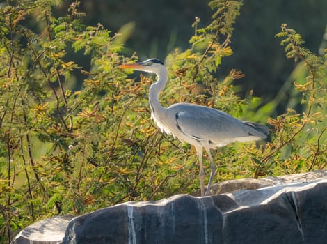 Single grey heron bird standing in on the rocky shore on edge of Nile river near Aswan, Egypt