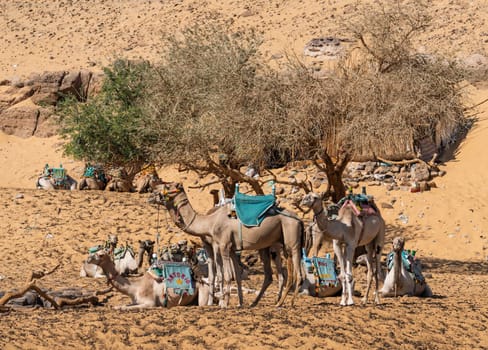 Camels ready for ride up the steep sandy hillls near Nubian village in Aswan, Egypt