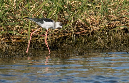 Single black winged stilt wading in shallow water alongside the banks of the River Nile in Aswan Egypt