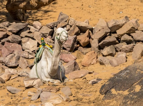Single camel resting and ready for ride up the steep sandy hillls near Nubian village in Aswan, Egypt
