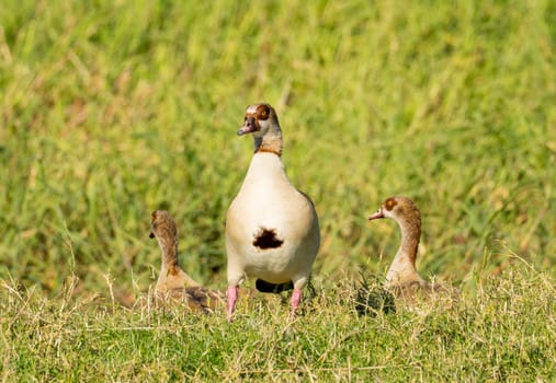 Three Egyptian geese sitting in the grass by the calm waters of the Nile River in Aswan Egypt