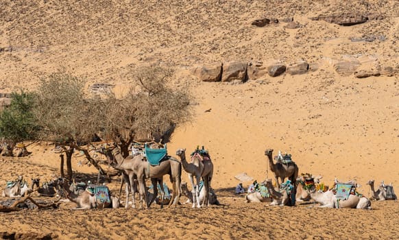 Camels ready for ride up the steep sandy hillls near Nubian village in Aswan, Egypt