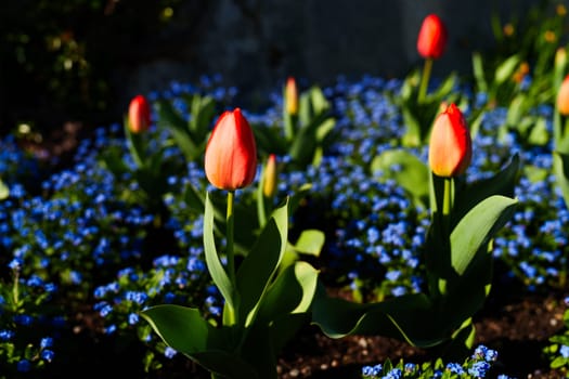 Vibrant red tulips stand tall among a bed of blue flowers in a sunlit garden, highlighting the beauty of springtime blooms and natural color contrasts