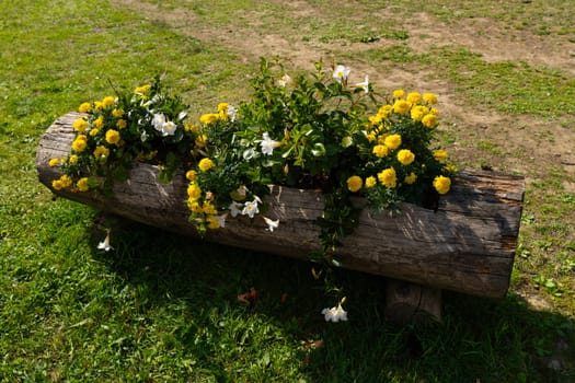 A rustic wooden log planter filled with vibrant yellow and white flowers, including marigolds, sits on green grass in an outdoor garden, adding a natural touch to the landscape