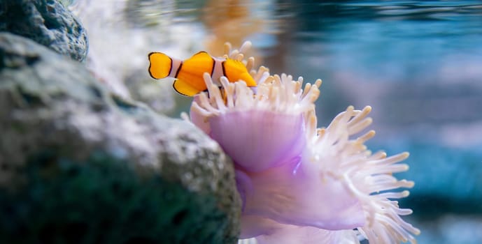 Orange clownfish exploring a vibrant coral reef filled with colorful sea anemones and clear waters, representing the diverse aquatic wildlife and serene ecosystem of tropical marine environments.