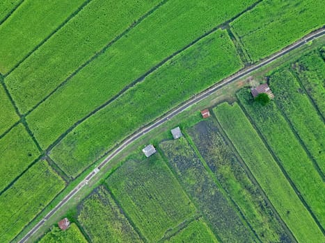 Scenic aerial landscape of rice cultivation on vibrant green farmland, where organic farming methods support environmental conservation and rural sustainability in a summer agricultural setting