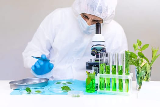 Research of plants in the laboratory. Selective focus. nature.