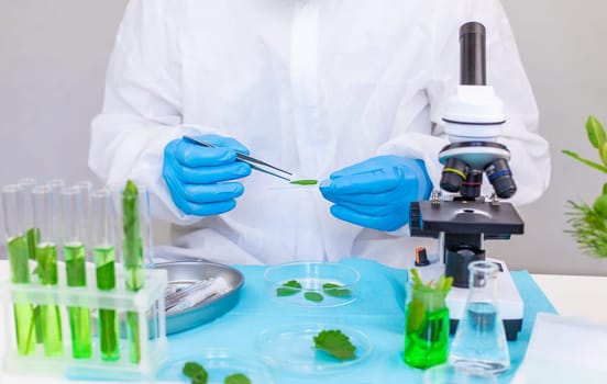 Research of plants in the laboratory. Selective focus. nature.