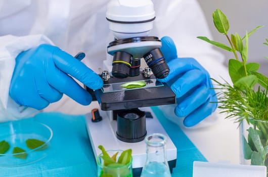 Research of plants in the laboratory. Selective focus. nature.