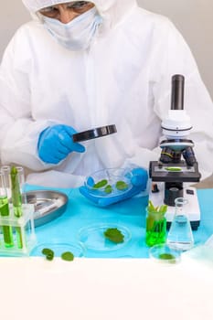 Research of plants in the laboratory. Selective focus. nature.
