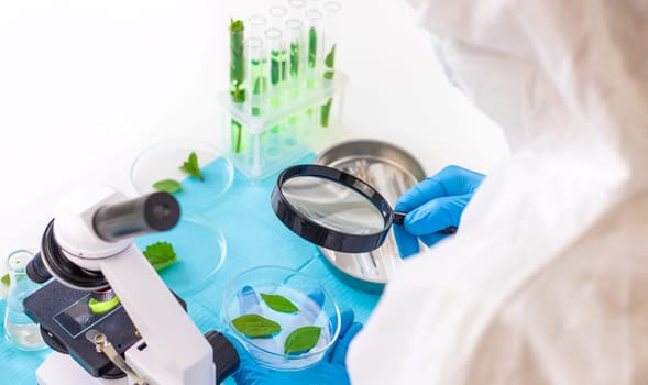 Research of plants in the laboratory. Selective focus. nature.