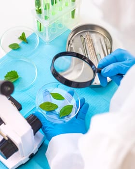 Research of plants in the laboratory. Selective focus. nature.