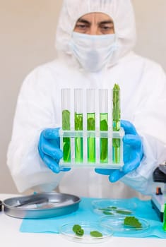 Research of plants in the laboratory. Selective focus. nature.