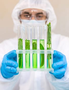 Research of plants in the laboratory. Selective focus. nature.