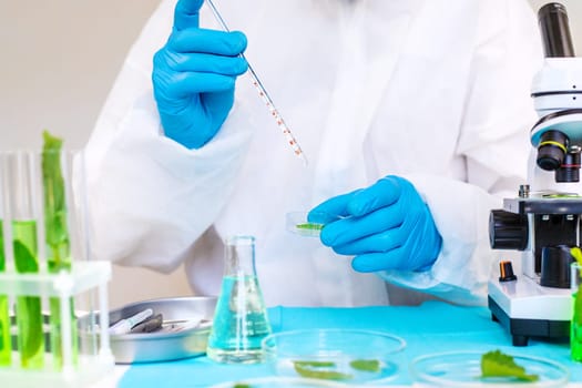 Research of plants in the laboratory. Selective focus. nature.