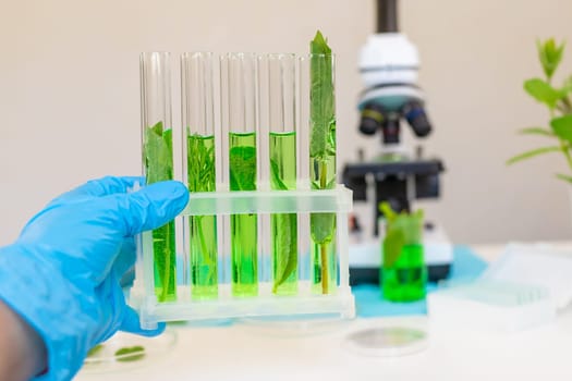 Research of plants in the laboratory. Selective focus. nature.