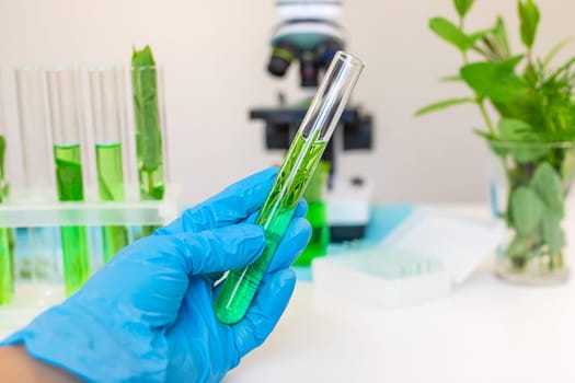Research of plants in the laboratory. Selective focus. nature.