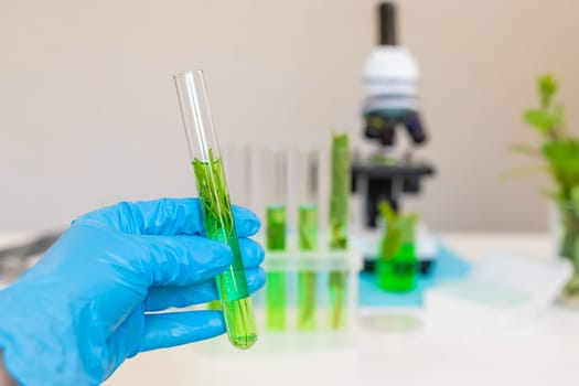 Research of plants in the laboratory. Selective focus. nature.