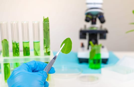 Research of plants in the laboratory. Selective focus. nature.
