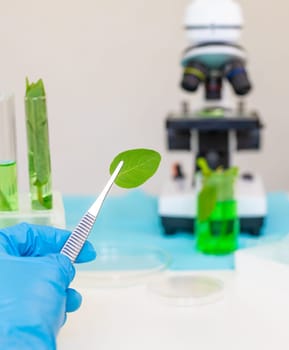 Research of plants in the laboratory. Selective focus. nature.