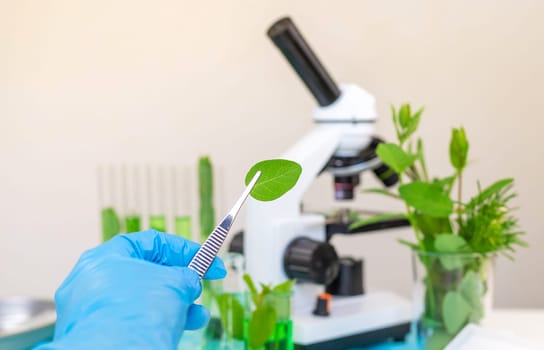 Research of plants in the laboratory. Selective focus. nature.