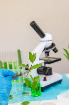 Research of plants in the laboratory. Selective focus. nature.