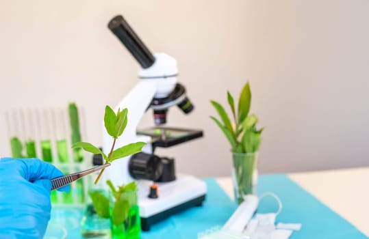 Research of plants in the laboratory. Selective focus. nature.