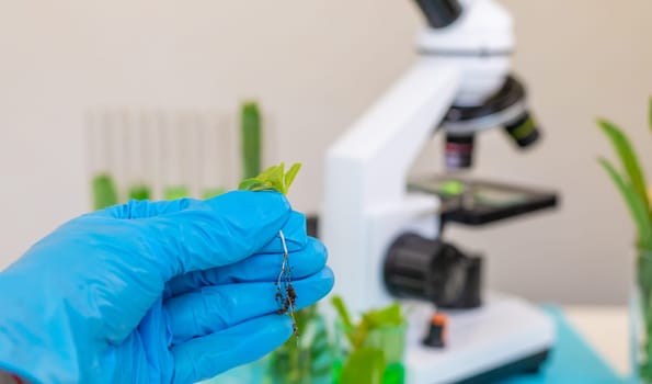 Research of plants in the laboratory. Selective focus. nature.