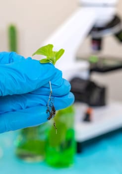 Research of plants in the laboratory. Selective focus. nature.