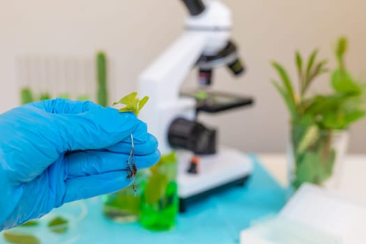 Research of plants in the laboratory. Selective focus. nature.
