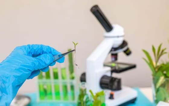 Research of plants in the laboratory. Selective focus. nature.