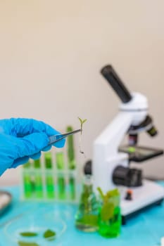 Research of plants in the laboratory. Selective focus. nature.