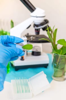 Research of plants in the laboratory. Selective focus. nature.