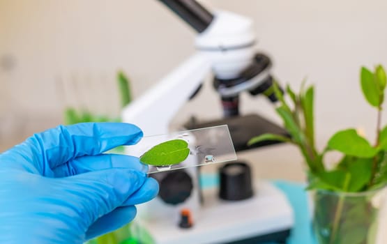 Research of plants in the laboratory. Selective focus. nature.