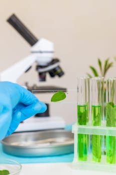 Research of plants in the laboratory. Selective focus. nature.
