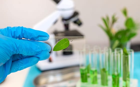 Research of plants in the laboratory. Selective focus. nature.