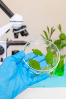 Research of plants in the laboratory. Selective focus. nature.
