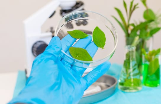 Research of plants in the laboratory. Selective focus. nature.