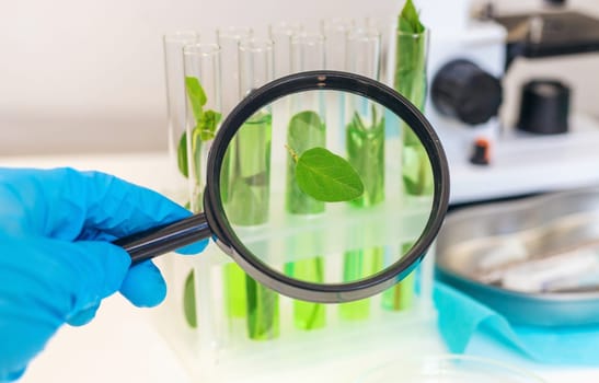 Research of plants in the laboratory. Selective focus. nature.