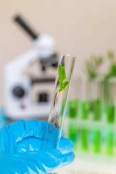 Research of plants in the laboratory. Selective focus. nature.