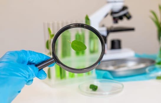 Research of plants in the laboratory. Selective focus. nature.