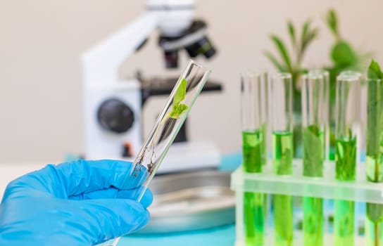 Research of plants in the laboratory. Selective focus. nature.