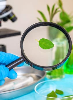 Research of plants in the laboratory. Selective focus. nature.
