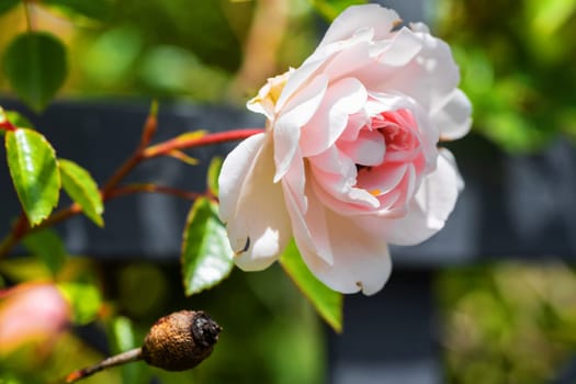 Rose flower in the garden of roses, English roses . Flowers growing in the garden