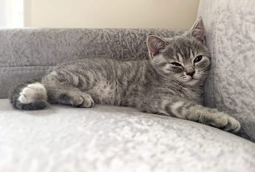 Gray kitten comfortably rests on a soft gray sofa, displaying a relaxed posture. Made on smartphone.