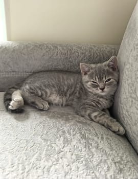 Gray kitten sleeping peacefully on a soft, textured sofa, appears relaxed and content. Made on smartphone.