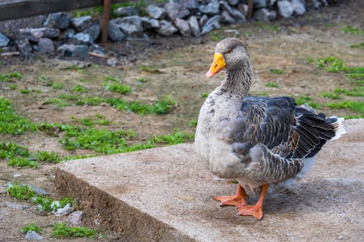 Goose stands calmly on a farm path, displaying its detailed feather pattern and vibrant orange beak. The setting includes grass patches and rocks, creating a rustic atmosphere.