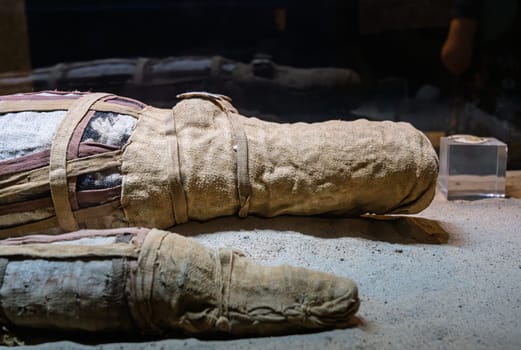 Mummified remains of two crocodiles representing Sobek from Kom Ombo temple, Egypt